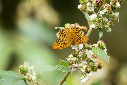 Silver-washed Fritillary - 6d7260
