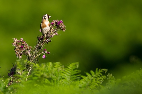 Goldfinch on Thistle - 6d7351