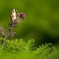 Goldfinch on Thistle - 6d7351