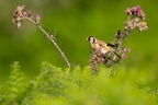 Goldfinch on Thistle - 6d7364