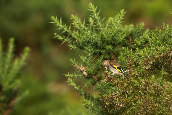 Juvenile Goldfinch - 6d7376