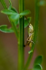 Meadow Grasshopper - pk1614