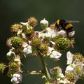 Bumblebee on bramble flowers - 6d6912