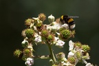 Bumblebee on bramble flowers - 6d6912