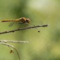 dragonfly-s150-600-g-6d6770.jpg