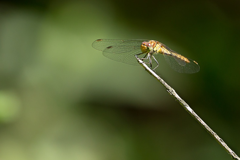 dragonfly-s150-600-g-6d6797.jpg