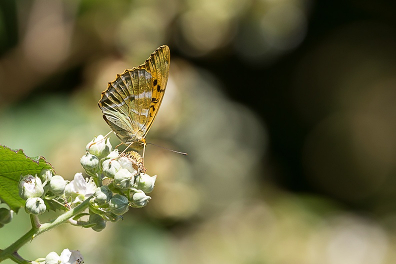 silver-washed-fritilary-s1500600-g-6d6908.jpg