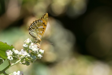 Silver-washed Fritillary - 6d6908