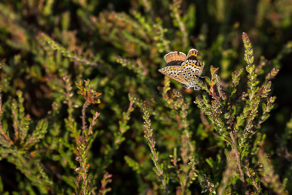 Female Silver-studded Blue Butterfly - 6d7043