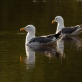 Lesser Black-backed Gulls - 6d7050