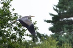 Grey Heron in Flight - c6d7115