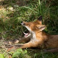 Yawning Fox - 6d7542
