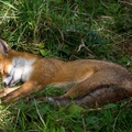 Sleepy Fox - 6d7502