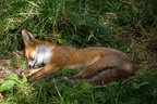 Sleepy Fox - 6d7502