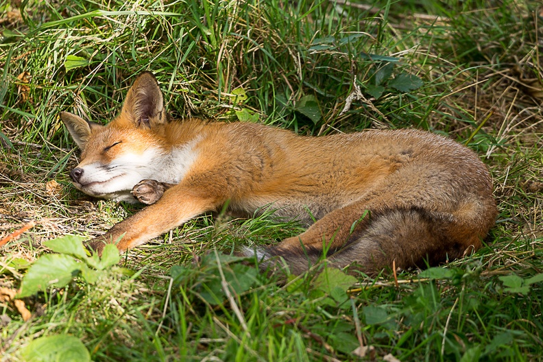 Sleeping Fox - 6d7497