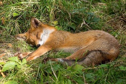 Napping Red Fox - 6d7498