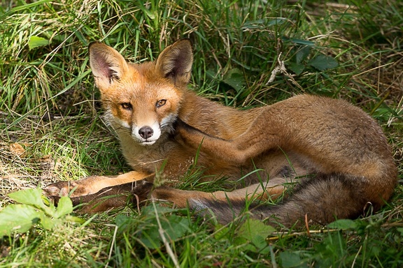 Red fox having a Scratch - 6d7508