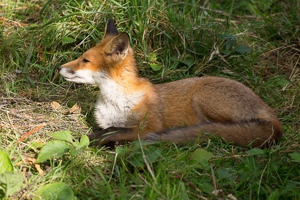 Red Fox Relaxing - 6d7530