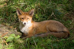 Red Fox - 6d7536