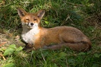 Red Fox Relaxing - 6d7538
