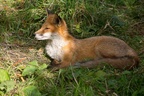 Red Fox Relaxing - 6d7539