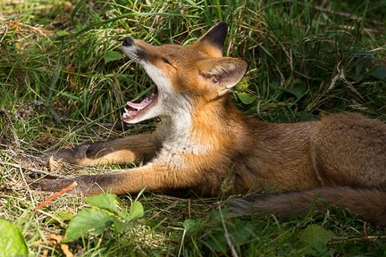 Red Fox Yawning - 6d7543