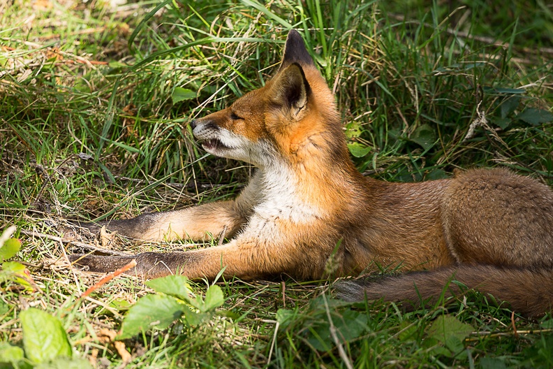 fox-s150-600-g-6d7545.jpg