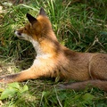 Alert Red Fox - 6d7547