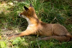 Alert Red Fox - 6d7547
