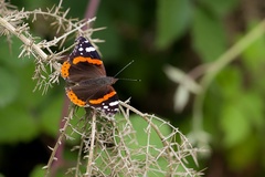 Red Admiral Butterfly - pk110923