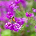 Small Copper on Bell Heather - pk110870