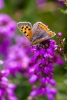 Small Copper on Bell Heather - pk110884