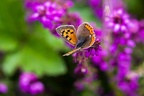 Small Copper on Bell Heather - pk110890