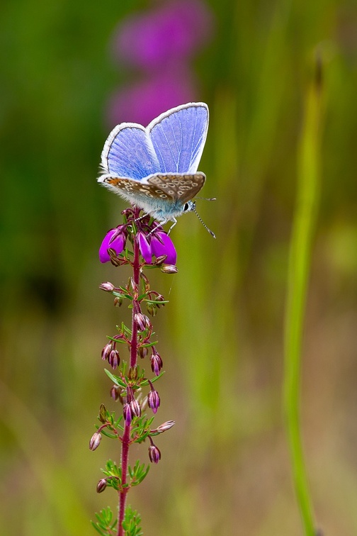 Common Blue Butterfly on Heather - c6d7690