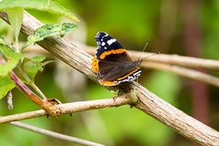 Red Admiral Butterfly - 6d7629