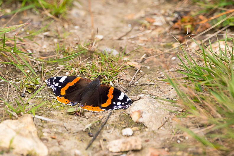 Red Admiral Butterfly - 6d7651