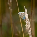 Common Blue Butterfly - 6d7673