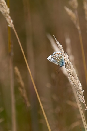 Common Blue Butterfly - 6d7662