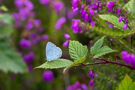Holly Blue Butterfly - 6d7711