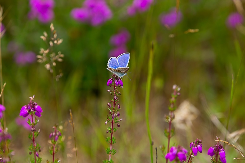 Common Blue Butterfly on Heather - 6d7690