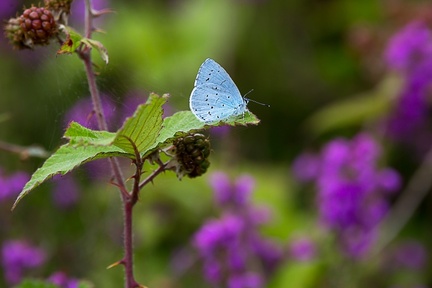 Holly Blue Butterfly - 6d7733