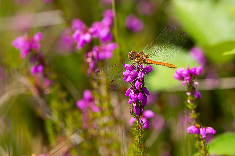 Common Darter Dragonfly - 6d7550