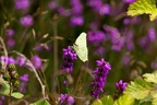 Brimstone Butterfly on Heather - 6d7561