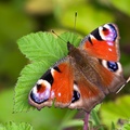 Peacock Butterfly - pk111012