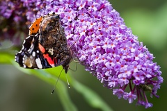 Red Admiral on Buddleia - pk111002