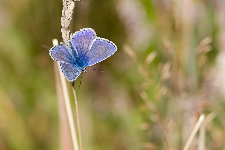 Male Common Blue on Grass Stalk - pk111016
