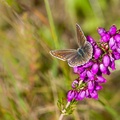 Female Common Blue on Bell Heather - pk111024