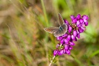 Female Common Blue on Bell Heather - pk111024