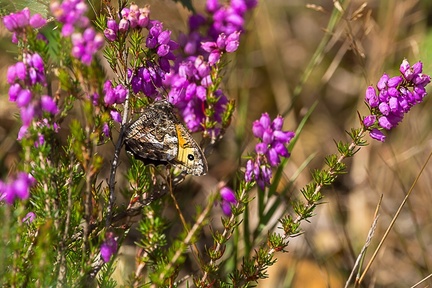 Grayling on Bell Heather - 6d7779