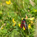 Six-spot Burnet Moth - 6d7769